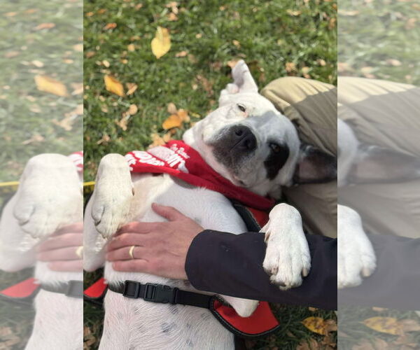 Medium Photo #14 American Pit Bull Terrier-Unknown Mix Puppy For Sale in Grafton, WI, USA