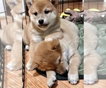 Small Photo #23 Shiba Inu Puppy For Sale in MISSOULA, MT, USA