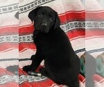 Small Photo #3 Labrador Retriever Puppy For Sale in MERIDEN, KS, USA