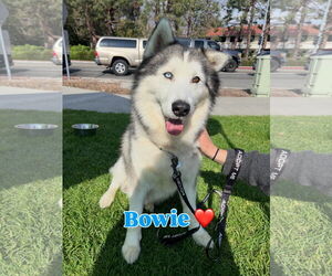 Siberian Husky Dogs for adoption in Lake Elsinore, CA, USA