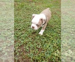 Small #2 Boston Terrier