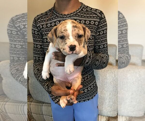 Medium Photo #2 American Bully Puppy For Sale in BOONE, IA, USA