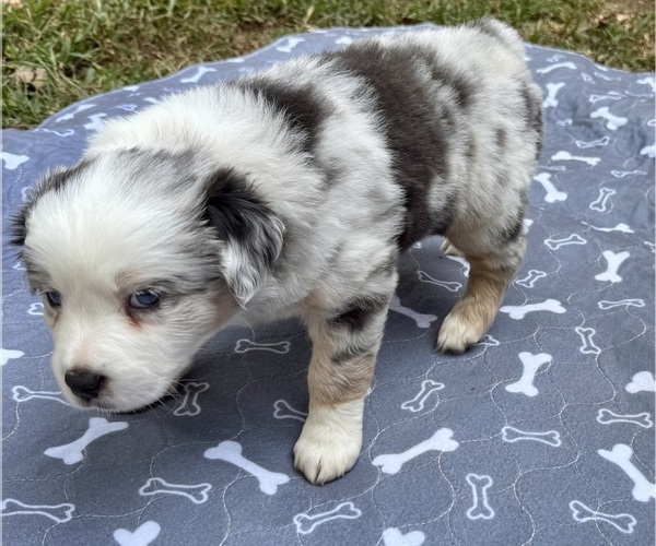 Medium Photo #3 Australian Shepherd Puppy For Sale in SALISBURY, NC, USA