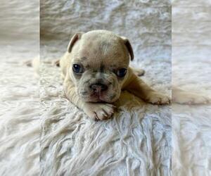 French Bulldog Puppy for sale in BENTONVILLE, AR, USA