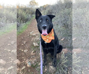 Kira - Female Mutt Dog for Adoption - Photo #8