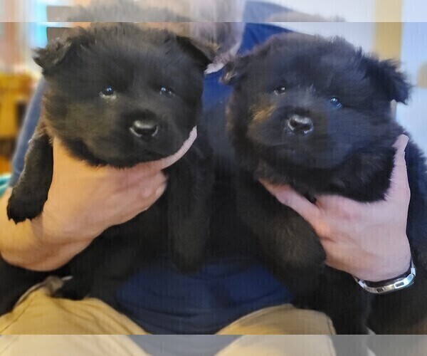 Medium Photo #2 Chow Chow Puppy For Sale in PITTSFIELD, NH, USA