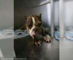 Small #2 French Bulldog Mix