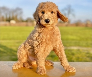 Poodle (Standard) Puppy for sale in MODESTO, CA, USA