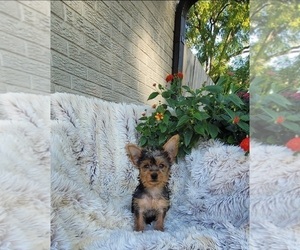 Yorkshire Terrier Puppy for sale in INDIANAPOLIS, IN, USA