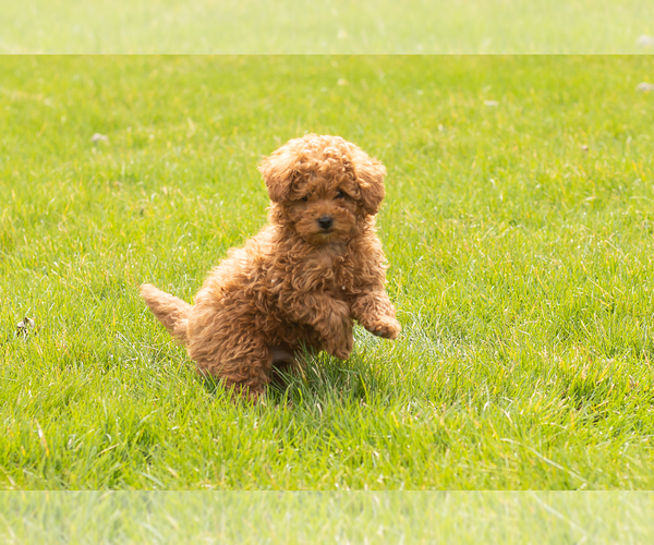 Medium Photo #1 Miniature Labradoodle Puppy For Sale in NAPPANEE, IN, USA