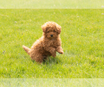 Small Photo #1 Miniature Labradoodle Puppy For Sale in NAPPANEE, IN, USA