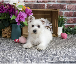 West Highland White Terrier Puppy for Sale in SYRACUSE, Indiana USA