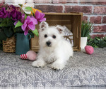 Image preview for Ad Listing. Nickname: Delight