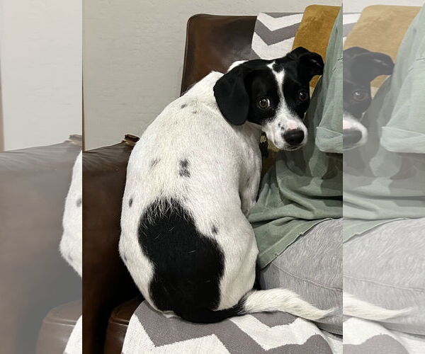 Medium Photo #3 Parson Russell Terrier-Unknown Mix Puppy For Sale in Chandler, AZ, USA