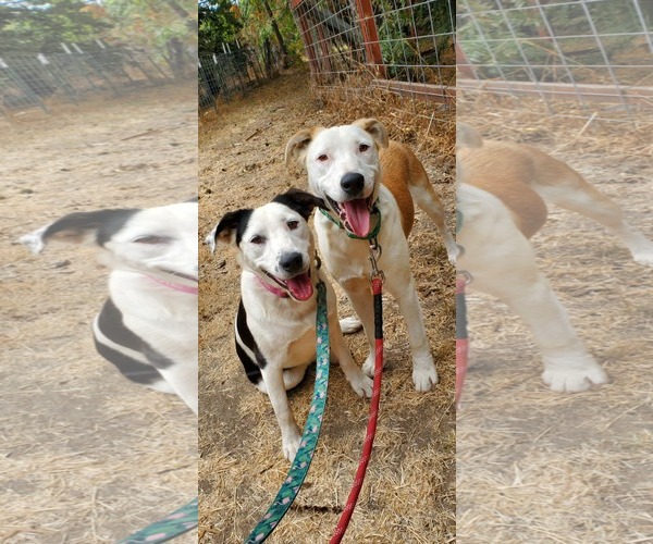 Medium Photo #3 Australian Shepherd-Unknown Mix Puppy For Sale in Fresno, CA, USA