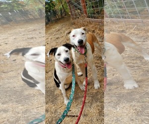 George - Male Australian Shepherd-Unknown Mix Dog for Adoption - Photo #3