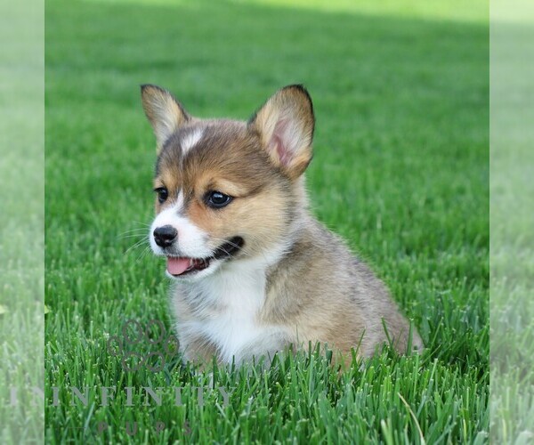 Medium Photo #3 Pembroke Welsh Corgi Puppy For Sale in PALMYRA, PA, USA
