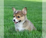 Small #2 Pembroke Welsh Corgi