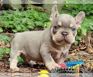 French Bulldog Puppy for sale in BOSTON, MA, USA