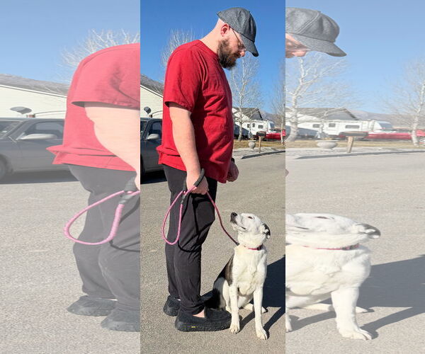Medium Photo #9 Border Collie-Unknown Mix Puppy For Sale in Sandy, UT, USA