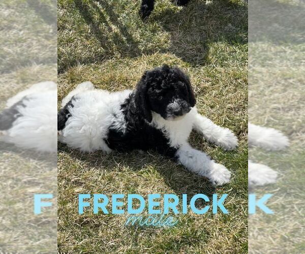Medium Photo #1 Goldendoodle Puppy For Sale in NORTH LIBERTY, IN, USA