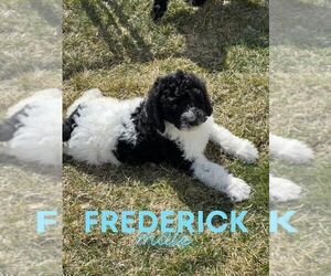 Goldendoodle Puppy for Sale in NORTH LIBERTY, Indiana USA
