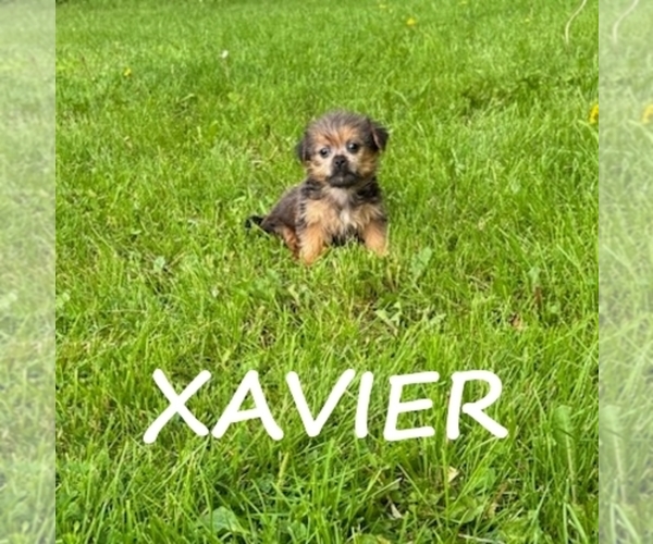 Medium Photo #3 Shorkie Tzu Puppy For Sale in HARTLAND, MN, USA