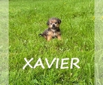 Small #2 Shorkie Tzu