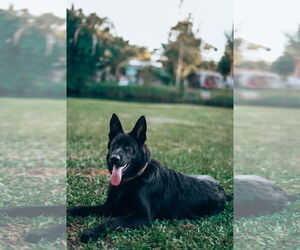 German Shepherd Dog Dogs for adoption in Miami, FL, USA