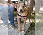 Small #8 American Pit Bull Terrier Mix
