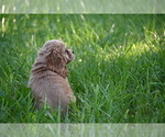Small #13 Cocker Spaniel
