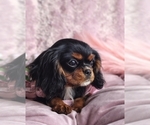 Image preview for Ad Listing. Nickname: Katie