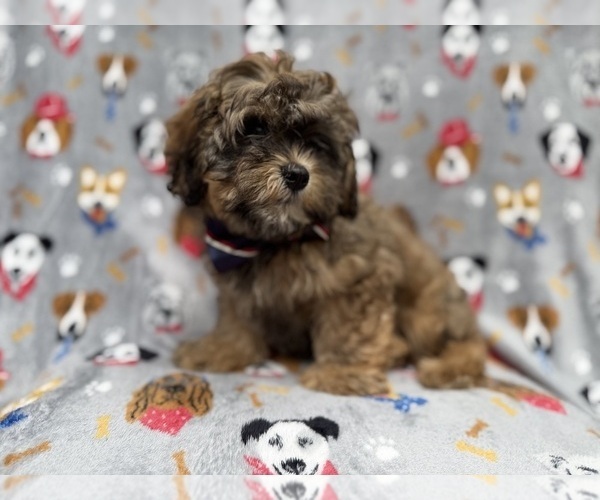 Medium Photo #2 Shih-Poo Puppy For Sale in LAKELAND, FL, USA