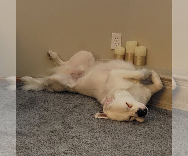 Medium Photo #5 Great Pyrenees-Unknown Mix Puppy For Sale in Fargo, ND, USA