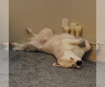 Small #4 Great Pyrenees Mix