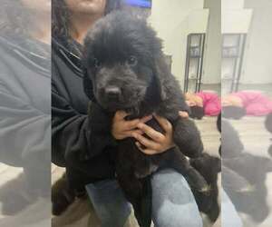 Newfoundland Puppy for sale in MAPLE FALLS, WA, USA
