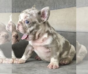 French Bulldog Dog for Adoption in Kamianets-Podilskyi, Khmelnytskyi Ukraine