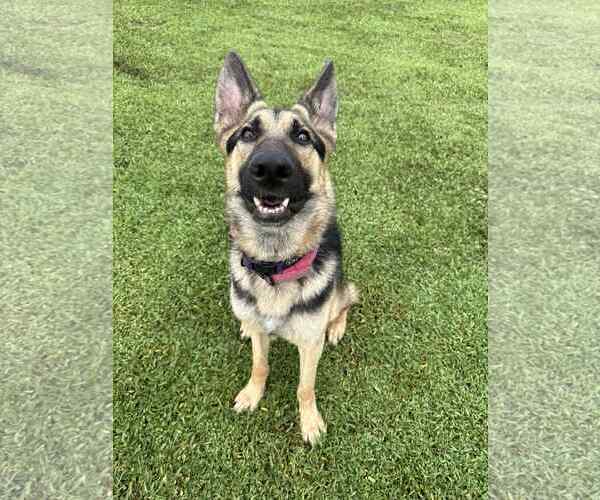Medium Photo #1 German Shepherd Dog Puppy For Sale in Plantation, FL, USA