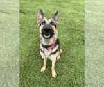 Small German Shepherd Dog
