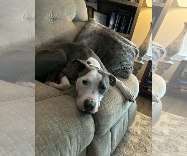 Medium Photo #3 Mutt Puppy For Sale in Holly Springs, NC, USA