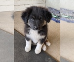 Small Photo #5 Australian Shepherd Puppy For Sale in JURUPA VALLEY, CA, USA