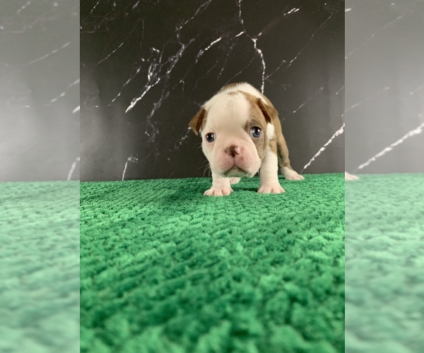 Medium Photo #3 Boston Terrier Puppy For Sale in TULARE, CA, USA