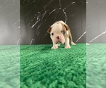Small Photo #83 Boston Terrier Puppy For Sale in TULARE, CA, USA