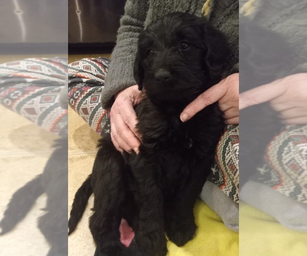 Medium Photo #4 Labradoodle Puppy For Sale in JEFFERSONTOWN, KY, USA