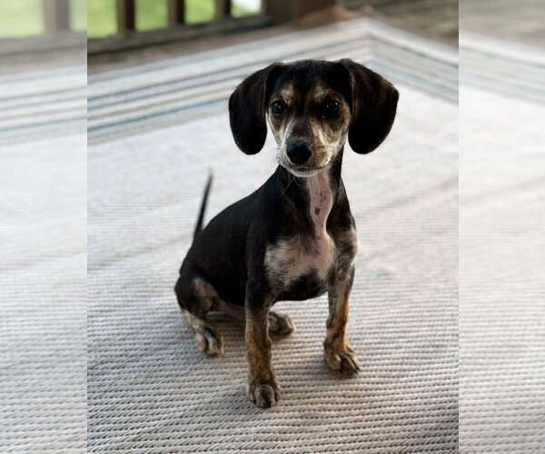 Medium Photo #1 Doxle Puppy For Sale in Germantown, OH, USA
