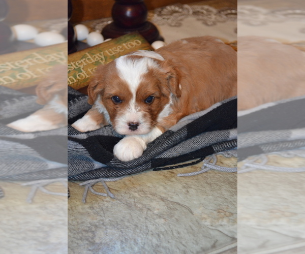 Medium Photo #20 Cavapoo (Miniature) Puppy For Sale in GREENWOOD, WI, USA