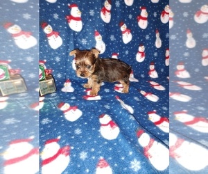 Yorkshire Terrier Puppy for sale in LAPEER, MI, USA