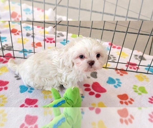 Medium Photo #16 Shih Tzu Puppy For Sale in ORO VALLEY, AZ, USA