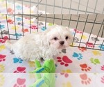 Small #15 Shih Tzu