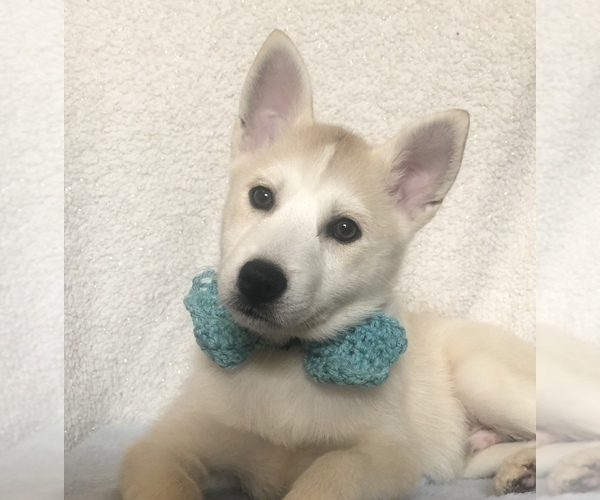 Medium Photo #7 Pomsky Puppy For Sale in HOWLAND, OH, USA